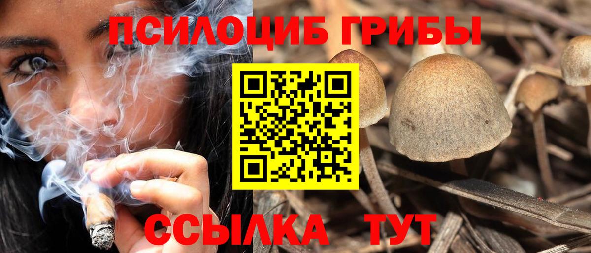 Галлюциногенные грибы Psilocybine cubensis Подольск